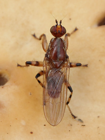 Helosciomyzidae sp Fly (Helosciomyzidae sp)
